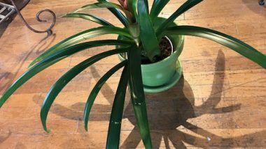 Bromeliad Care