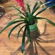 Bromeliad Care