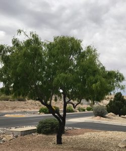 The Mesquite tree