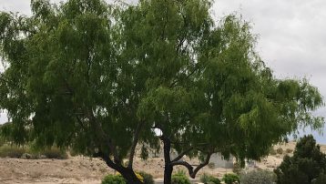 The Mesquite tree