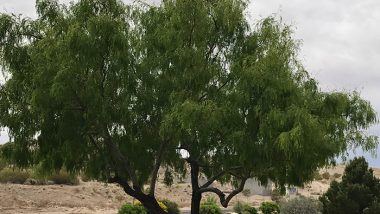 The Mesquite tree