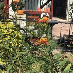 milkweed