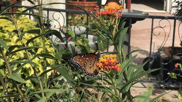 milkweed