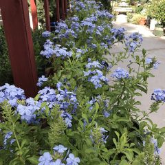 Plumbago Plants