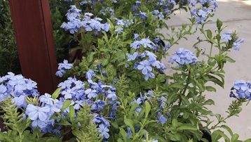 Plumbago Plants