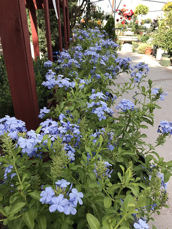 Plumbago Plants