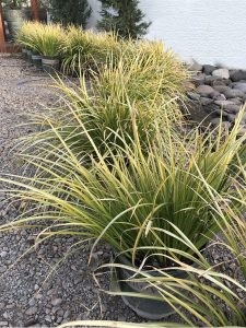 Grasses for the Southwest