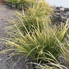 Grasses for the Southwest