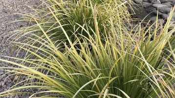 Grasses for the Southwest