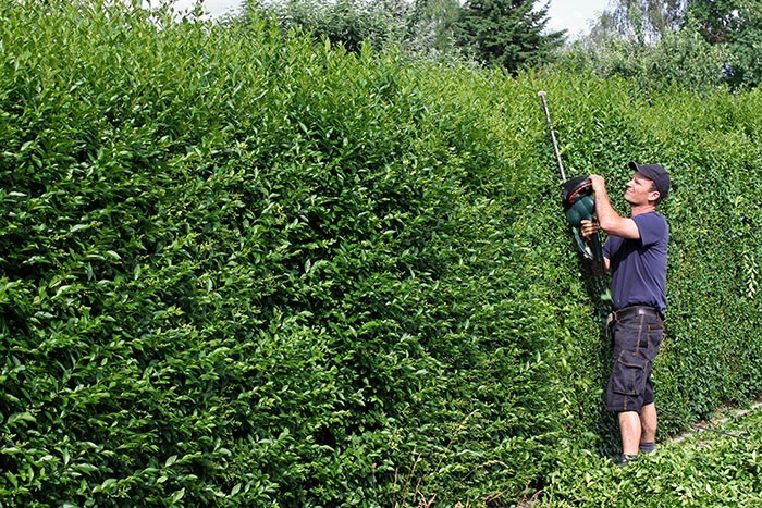 Wax Leaf Privet into a dense thick hedge