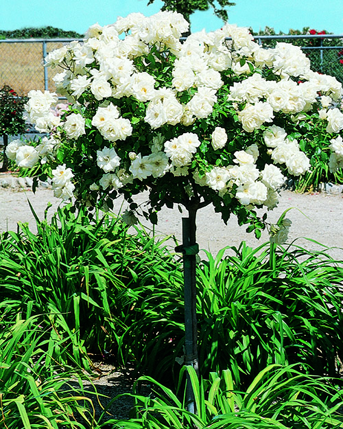 Patio Tree Roses