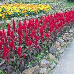 Red plumed cockscomb flower or Celosia argentea blossom