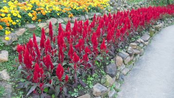 Red plumed cockscomb flower or Celosia argentea blossom