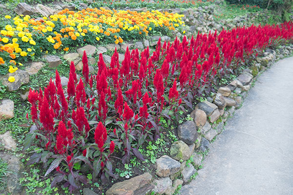 Red plumed cockscomb flower or Celosia argentea blossom