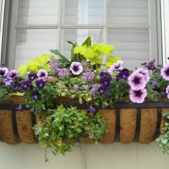 flowering-window-box-image