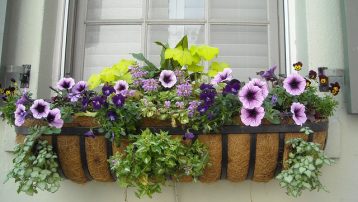 flowering-window-box-image