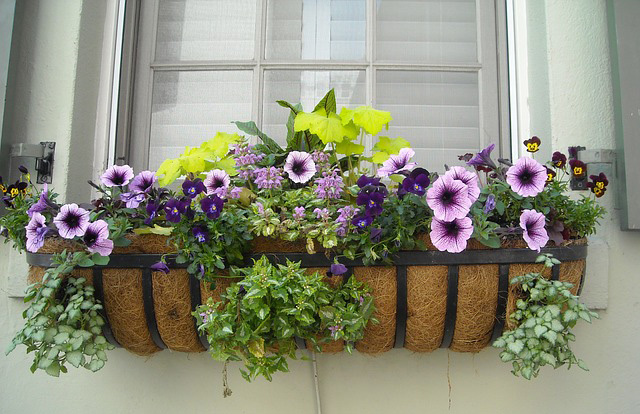 flowering-window-box-image