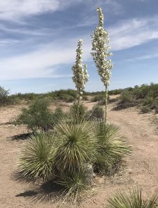 Yuccas for Landscaping