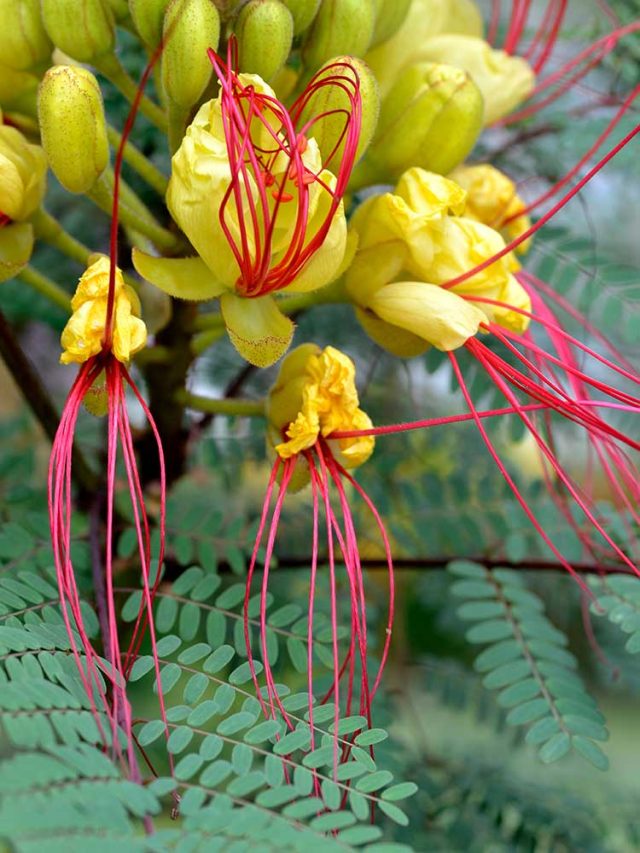 Yellow bird of paradise plant