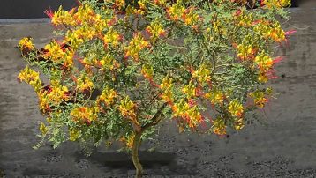 The Yellow Bird of Paradise Plant