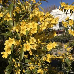 carolina-jessamine