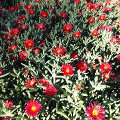 ice-plant-red