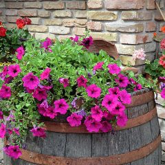 Petunias in a Barrell