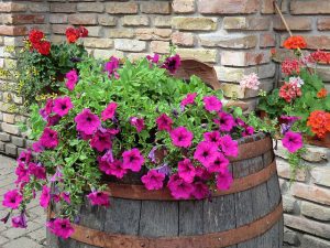 Easy Colorful Container Garden Ideas