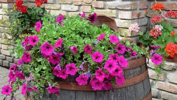 Petunias in a Barrell