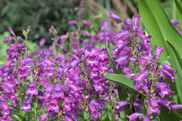 How to Care for Penstemon Varieties