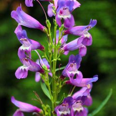 Rocky Mountain Penstemon