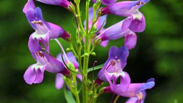 Rocky Mountain Penstemon