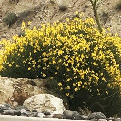 Spanish Broom Plant Las Cruces, NM