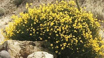 Spanish Broom Plant Las Cruces, NM