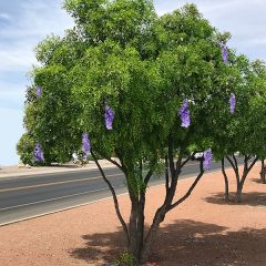 texas-mountain-laurel-tree