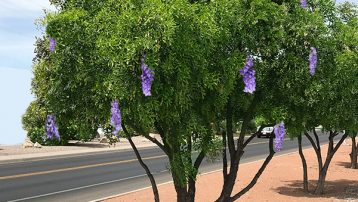 texas-mountain-laurel-tree