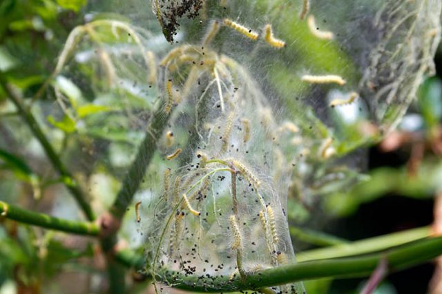 Webworms on plant