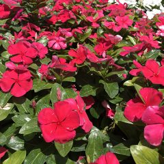 Vinca plants at Guzman's Garden Centers