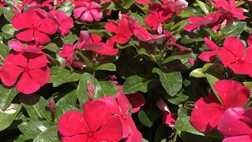 Vinca plants at Guzman's Garden Centers