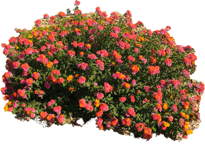 Lantana Camara Xeriscape Plant