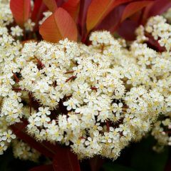 Red Tip Photinia