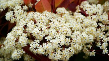 Red Tip Photinia