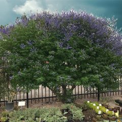 The Vitex Tree