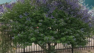 The Vitex Tree