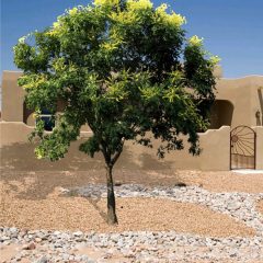 golden-rain-tree-front-home