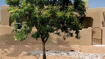 golden-rain-tree-front-home