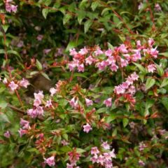 Abelia Plants