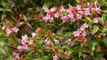 Abelia Plants