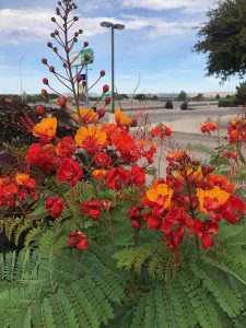 Plants that bloom all summer 