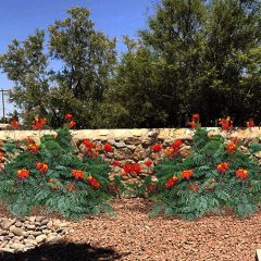 red-bird-paradise-plants2